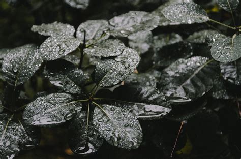 種水果|現在就可以種水果了：適閤家庭種植的水果指南 